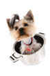 Foto: small yorkie dog in the pot small yorkie dog in the pot