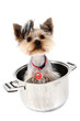 Foto: small yorkie dog in the pot small yorkie dog in the pot
