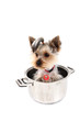 Foto: small yorkie dog in the pot small yorkie dog in the pot