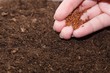 Hand seedling