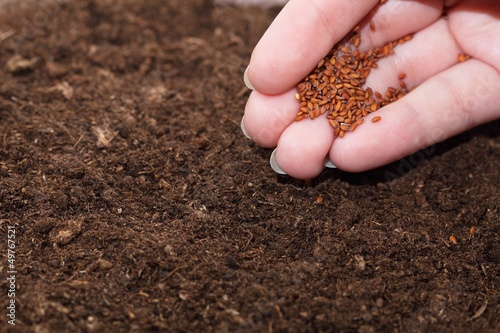 Photo: Hand seedling Hand seedling