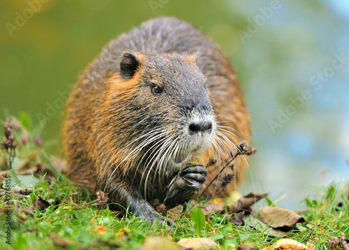 Photo: Coypu Coypu