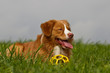 Nova Scotia Duck Tolling Retriever