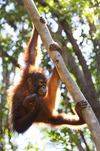 Photo: Orangutan climbing a tree, Borneo. Orangutan climbing a tree, Borneo.