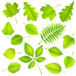 Collection of green leaves. Vector