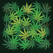 Illustration: Plenty of cannabis leafs - illustration Plenty of cannabis leafs - illustration