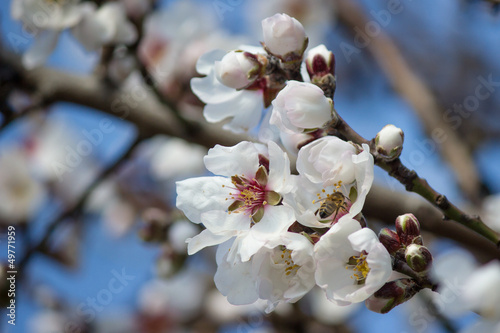 Photo: mandorlo in fiore mandorlo in fiore
