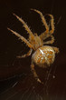 Gartenkreuz Spinne