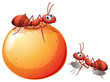 A potato with ants