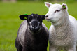 Close-up of two lambs