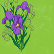 Purple iris flower