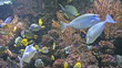 Group of coral fish in blue water.