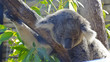 Curious koala on the tree