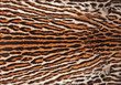 Foto: fur coat of ocelot background fur coat of ocelot background