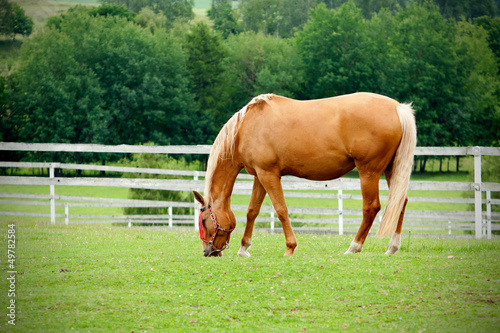 Photo: Horse in meadow Horse in meadow