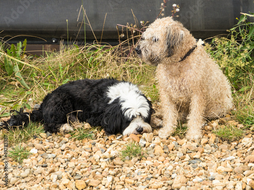 Photo: Two cute shaggy dogs Two cute shaggy dogs
