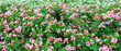 beautiful background of blooming geraniums