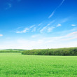 flowering field and a bright blue sky