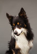 cute bordercollie portrait in studio grey background