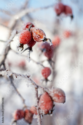 Photo: Dog rose berries with icicles and snow, in winter Dog rose berries with icicles and snow, in winter