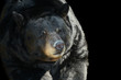 Black Bear