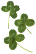 four leaved clover