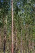 Foto: Eukalyptus - eucalyptus 24 Eukalyptus - eucalyptus 24