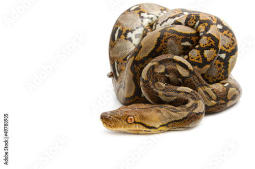 Photo: Close up of Burmese Python, isolated Close up of Burmese Python, isolated