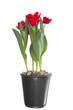 Photo: Red Tulips in planting pot, isolated on white Red Tulips in planting pot, isolated on white