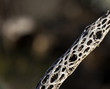 Dried Skeleton of Cactus