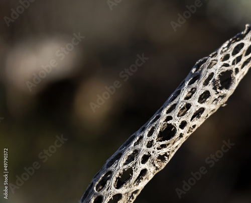 Photo: Dried Skeleton of Cactus Dried Skeleton of Cactus