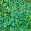 Ivy