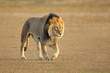Walking African lion