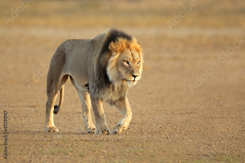 Photo: Walking African lion Walking African lion