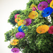 oiled paper umbrella hung in a tree