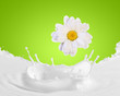 Image of milk splashes