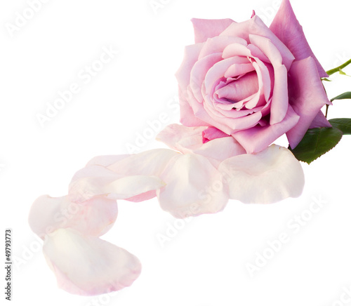 Photo: one mauve rose with petals one mauve rose with petals