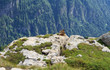 marmotte - marmots