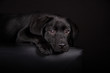 Labrador Welpe