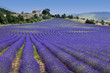 Endless rows in lavender field (Provence,France)