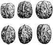 Walnuts
