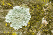 Lichens of different colors