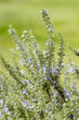 Plants of Rosemary