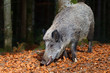 Wildschwein