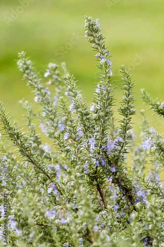 Photo: Plants of Rosemary Plants of Rosemary