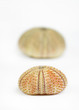 sea urchin