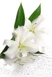 Beautiful lily, isolated on white
