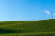 prato verde
