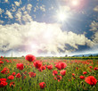 Mohnblumenwiese und strahlend schöner Sommerhimmel