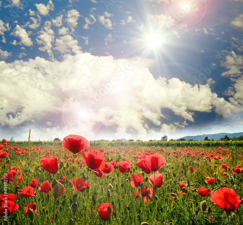 Photo: Mohnblumenwiese und strahlend schöner Sommerhimmel Mohnblumenwiese und strahlend schöner Sommerhimmel